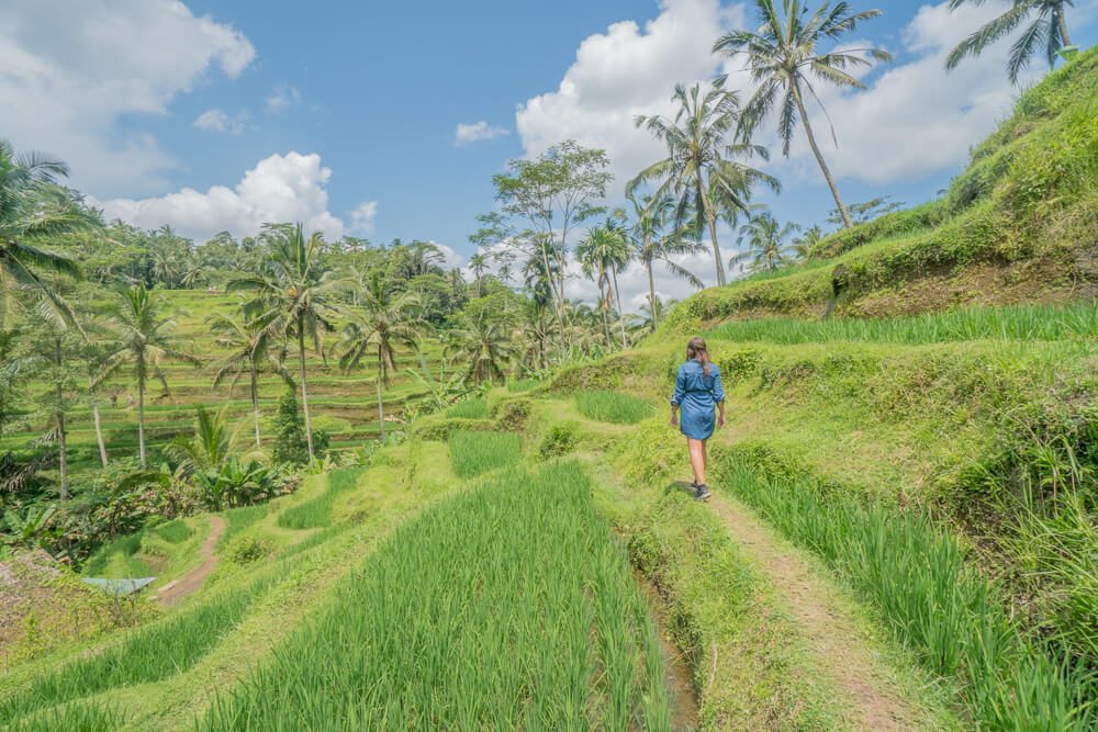 Tegallalang rice terraces in Ubud Bali, a food-free cultural walking experience